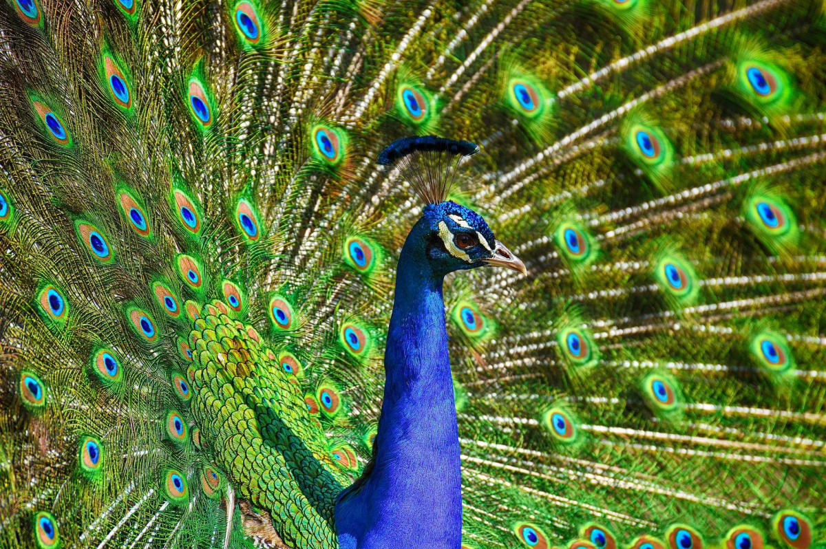 A male peacock with his tail fanned out