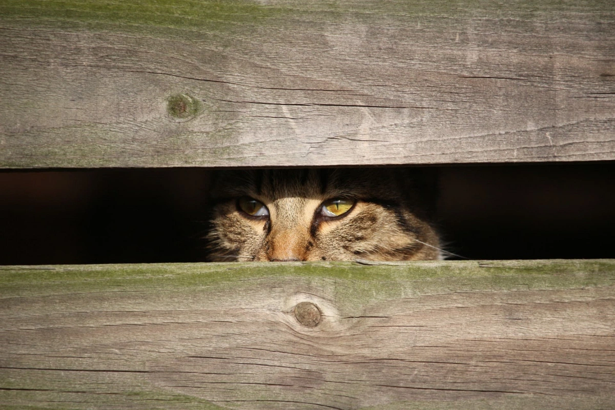 Cat hiding behind planks of wood
