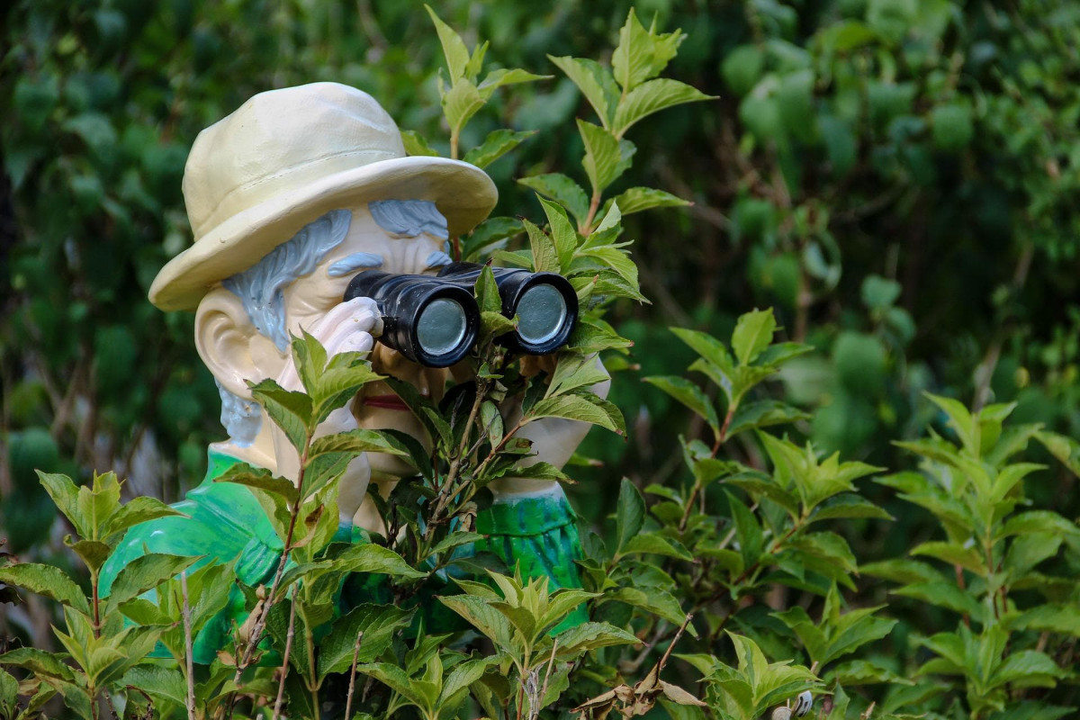 Garden ornament of a man using binoculars looking through bushes