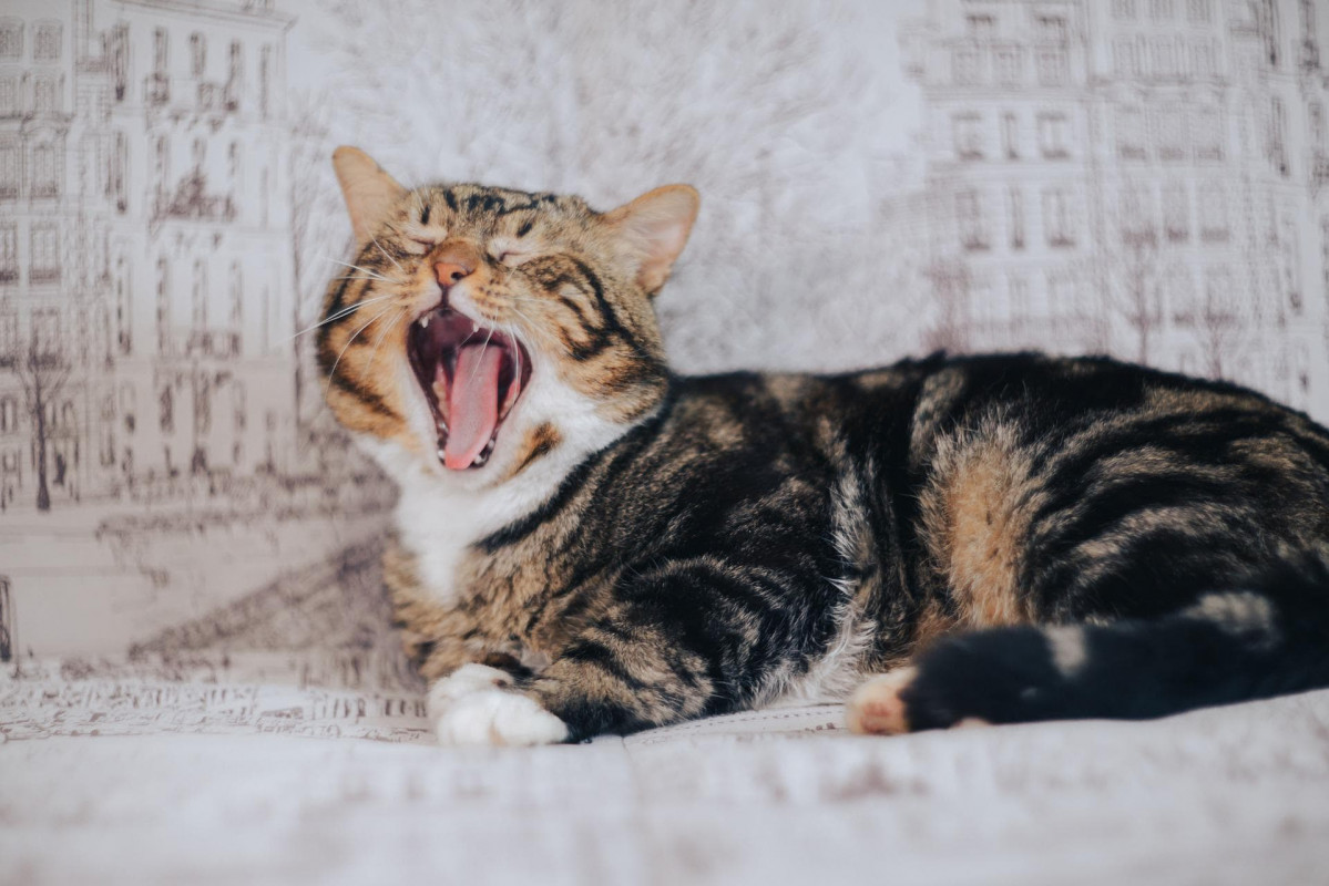 Photo of cat mid-yawn with its mouth open